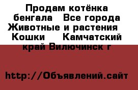 Продам котёнка бенгала - Все города Животные и растения » Кошки   . Камчатский край,Вилючинск г.